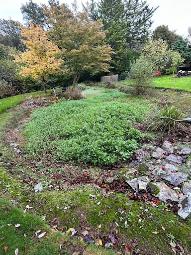 Before Pond Cleaning